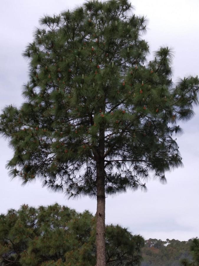 Pine Villa Kasauli Exterior foto